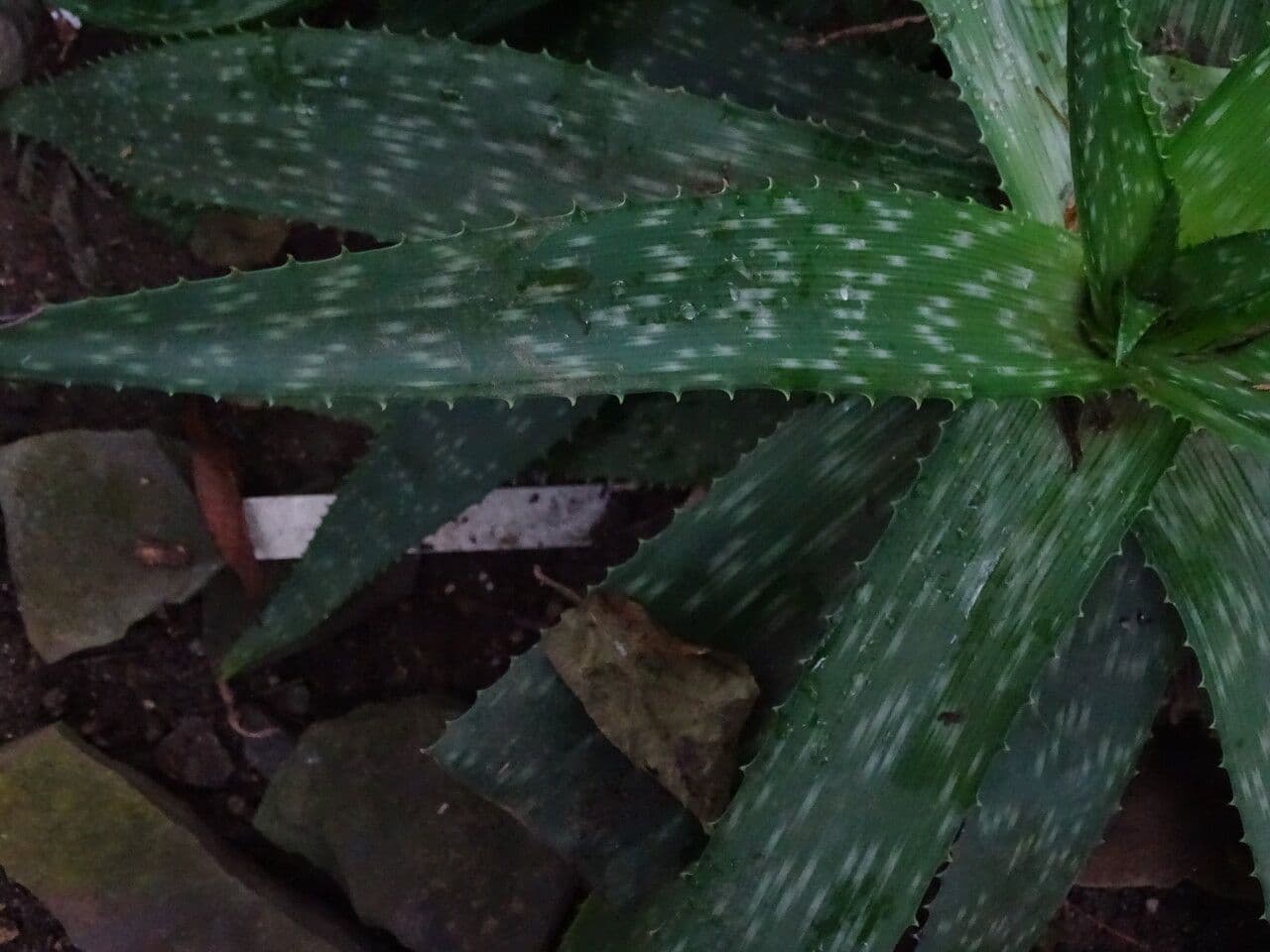Aloe 14