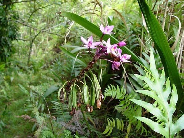 Spathoglottis plicata 27
