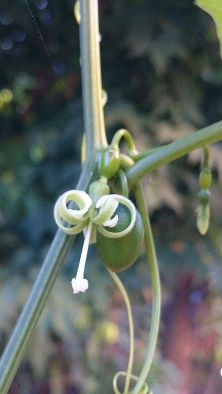 Cayaponia 6