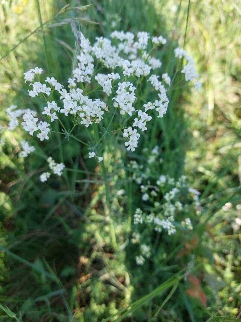Rubia glauca 9