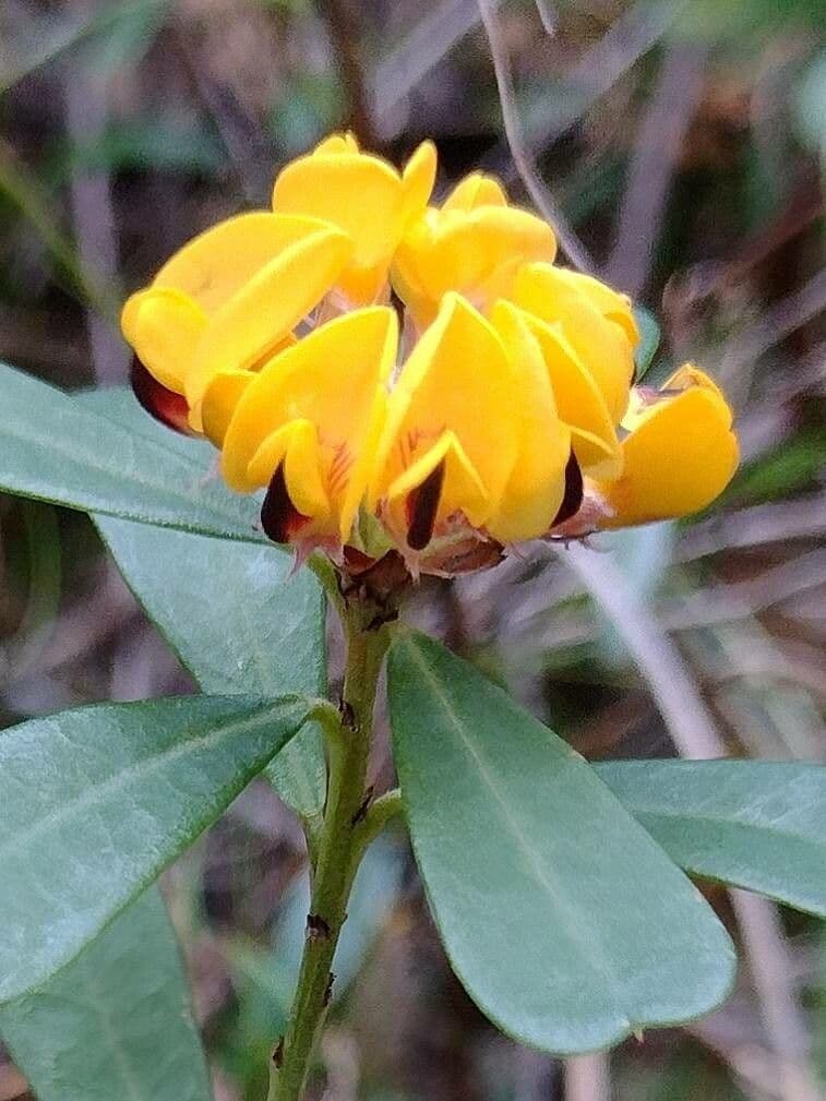 Pultenaea daphnoides 2