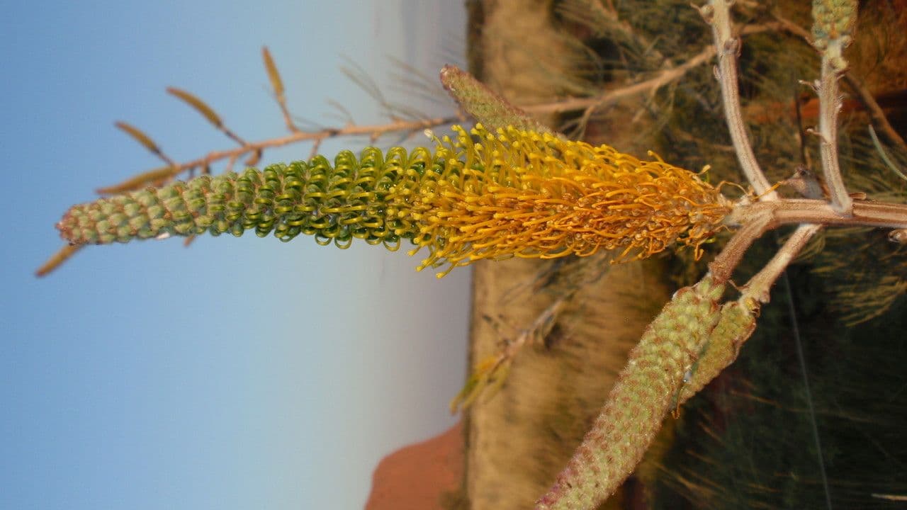 Grevillea