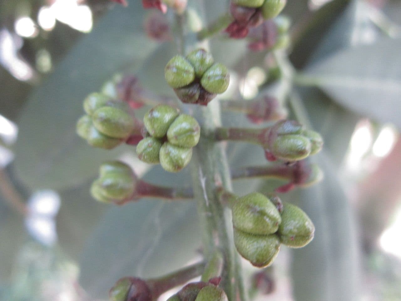 Pilocarpus pernatý 3