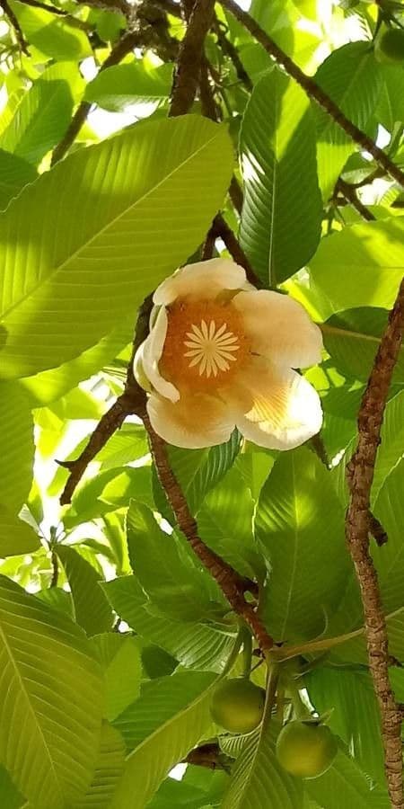 Dillenia indica 7