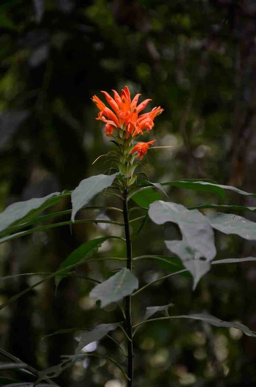 Aphelandra 6