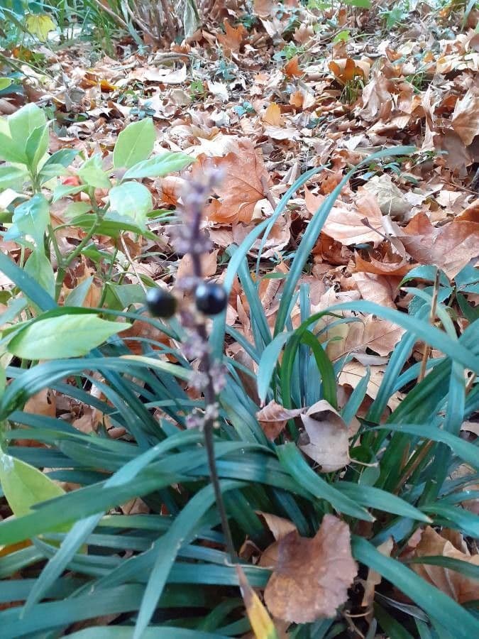 Liriope 3