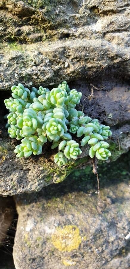 Borracina cinerea 17