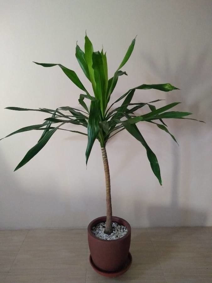 Baum-Drachenbaum 3