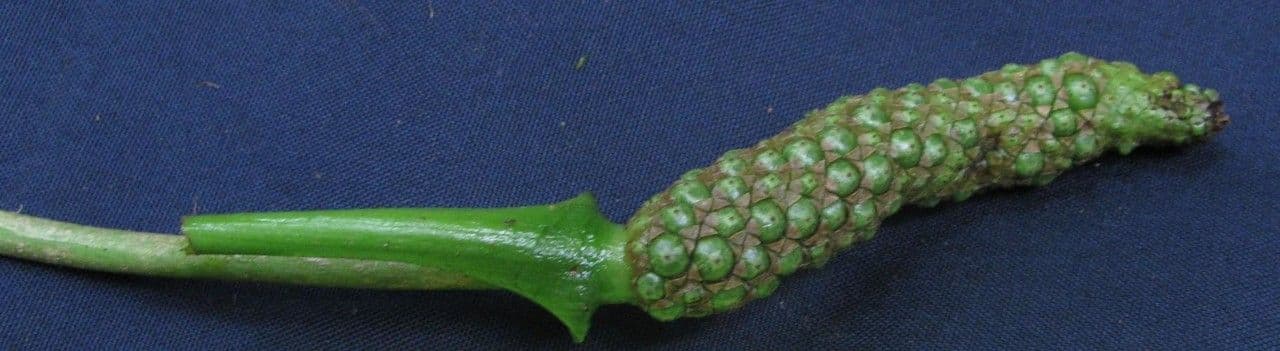Anturio