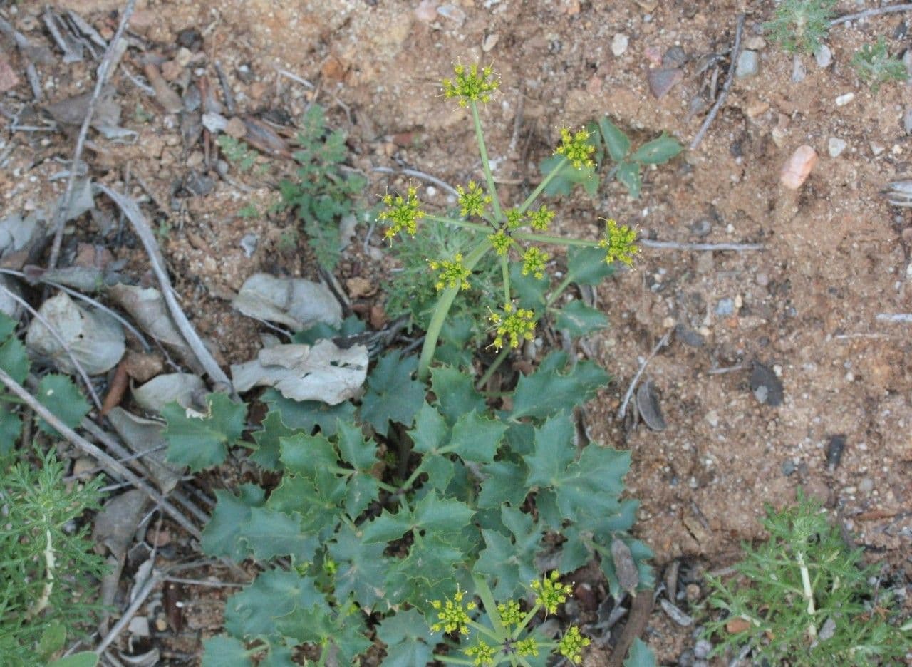 Lomatium 8