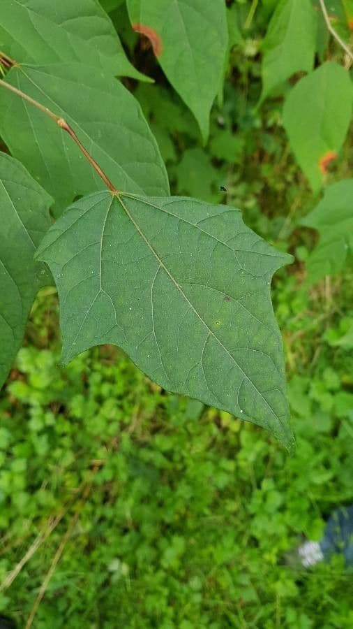 Alangium platanolisté 9