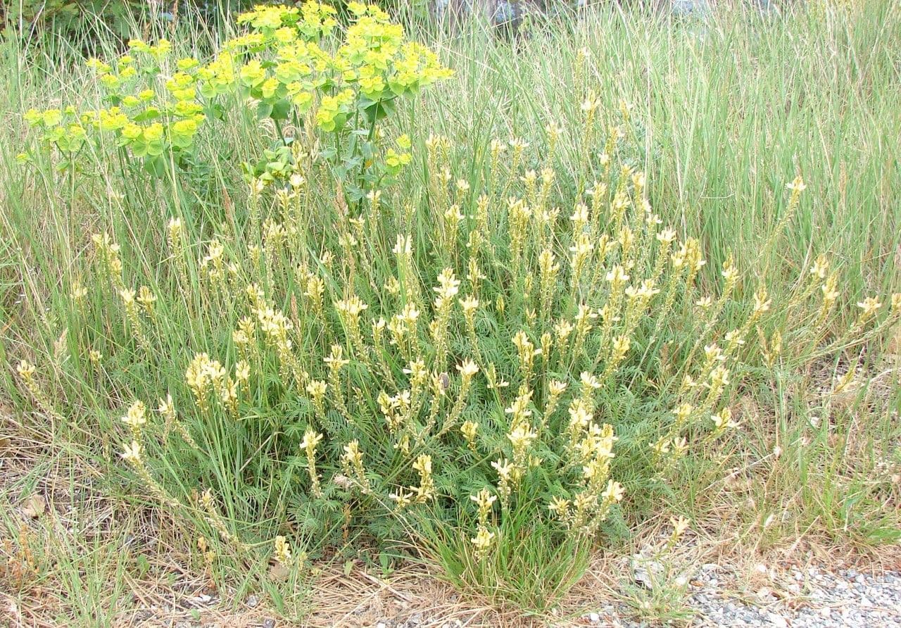 Serradella 15