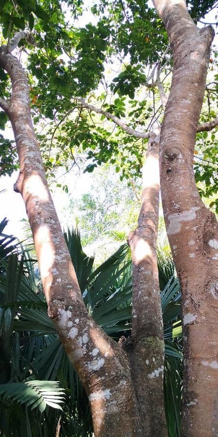 Santol 5