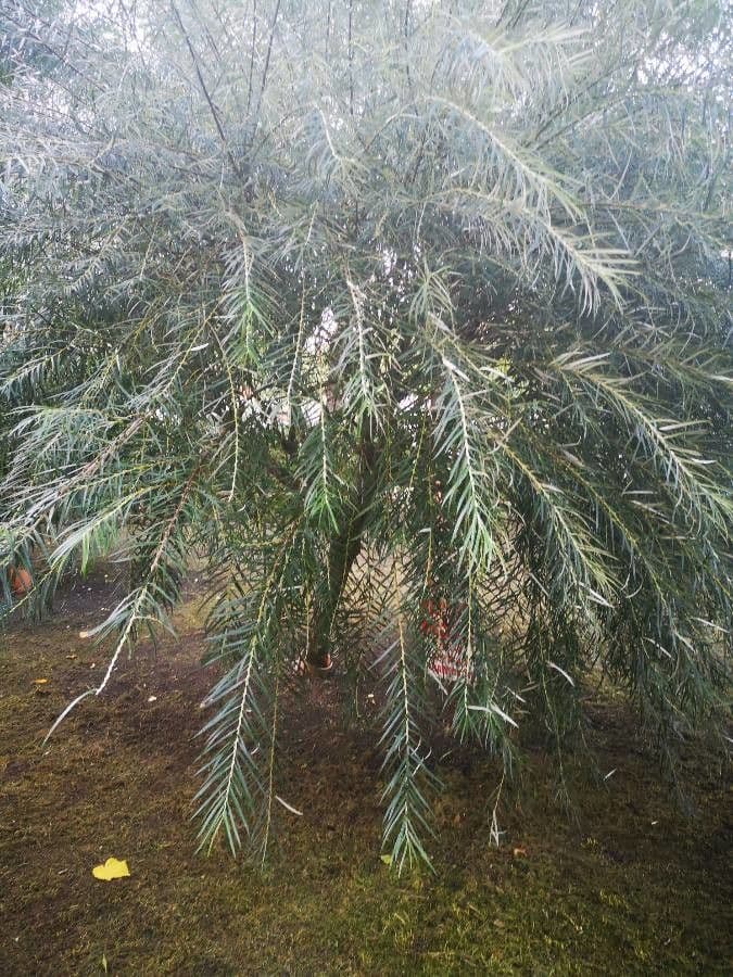 Acacia pendula 7