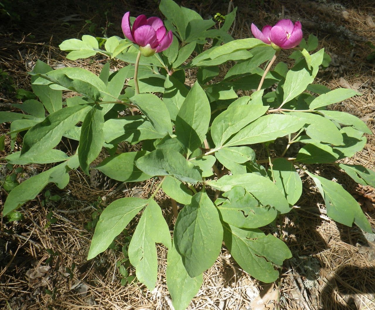 Peonia mascula 12