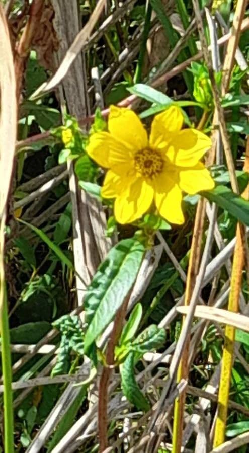 Bidens laevis