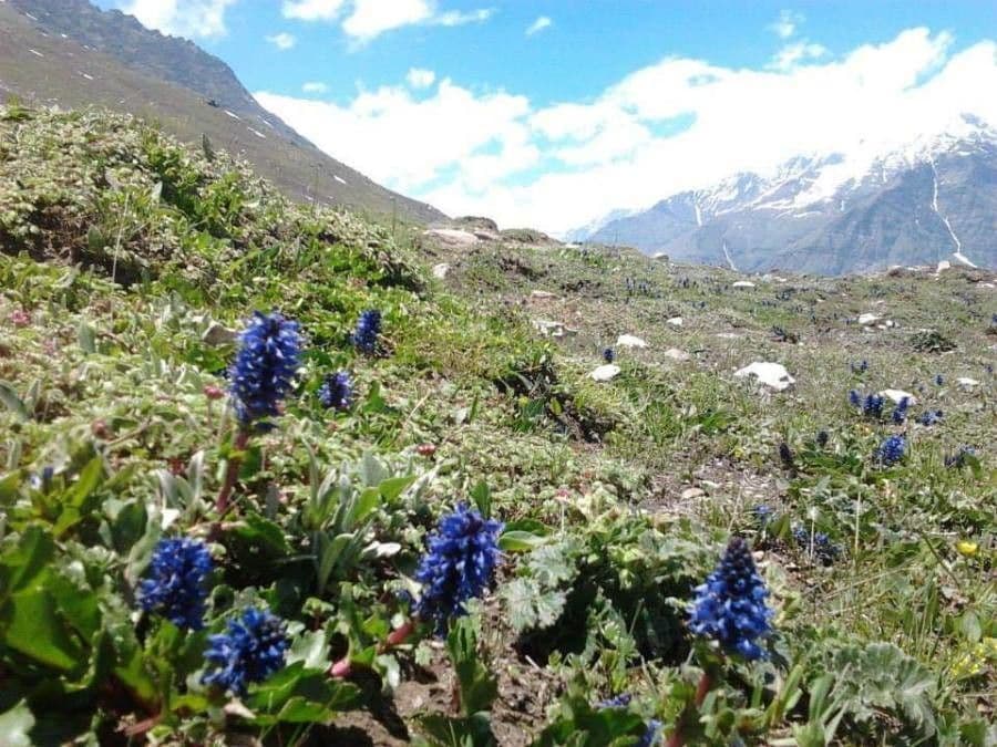 Veronica pirenaica