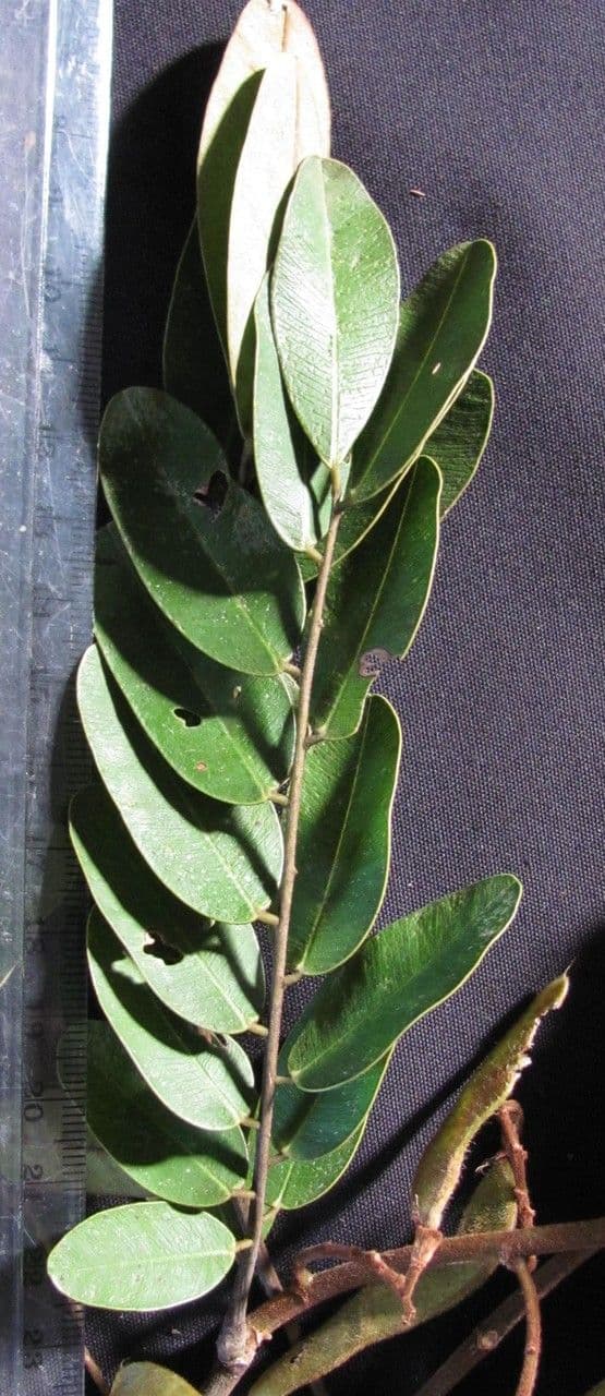 Machaerium biovulatum 24