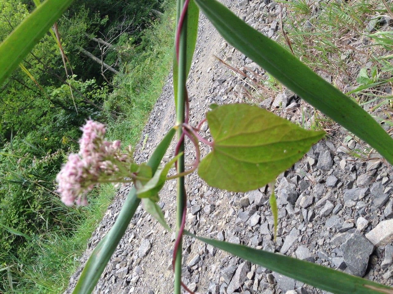 Mikania scandens 18