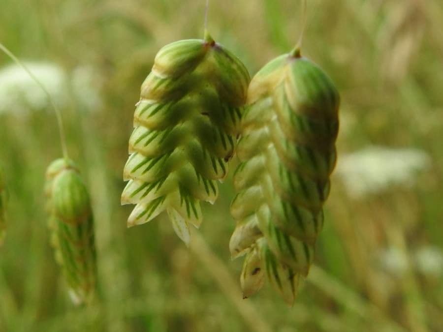 Sonaglini 3