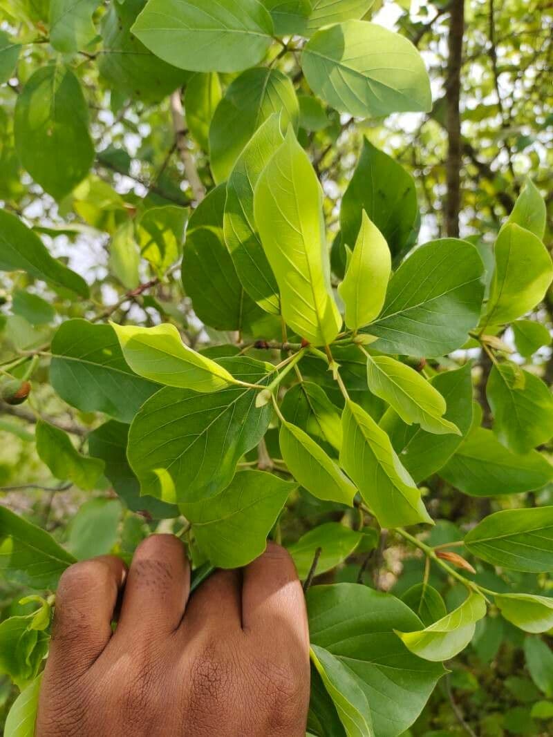 Mitragyna inermis 7