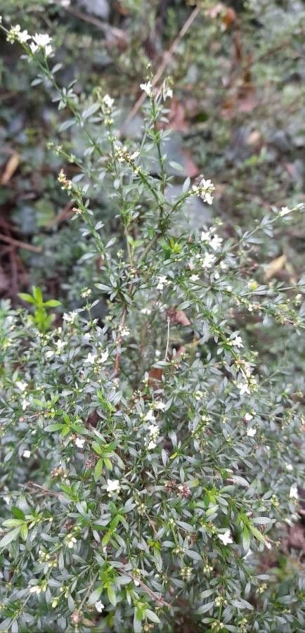 Galianthe brasiliana 3