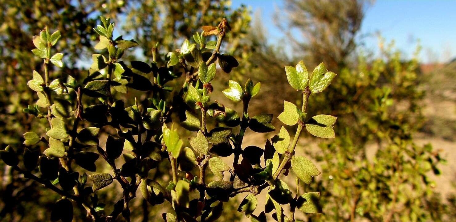 Larrea cuneifolia 5
