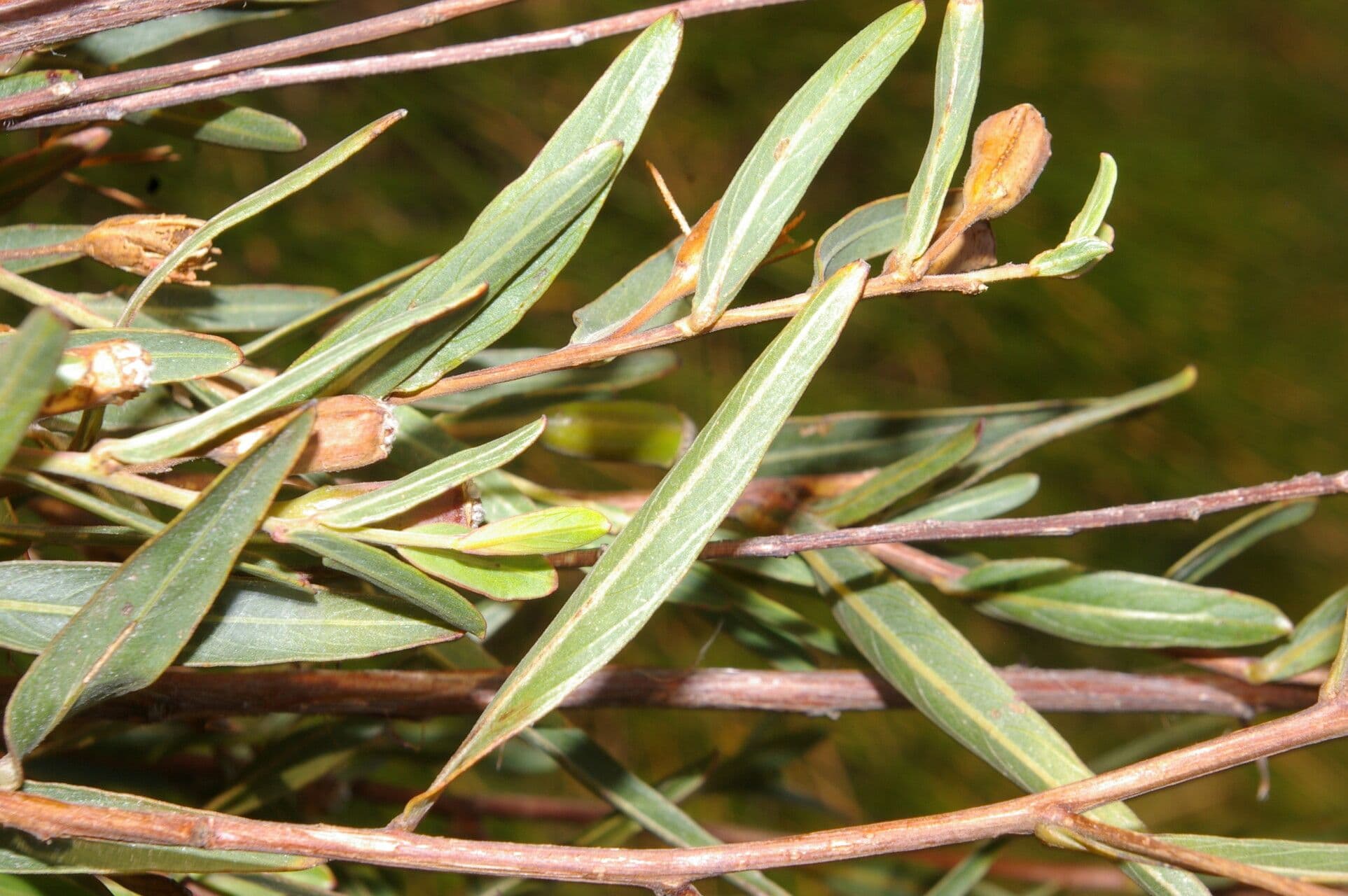 Ludwigia