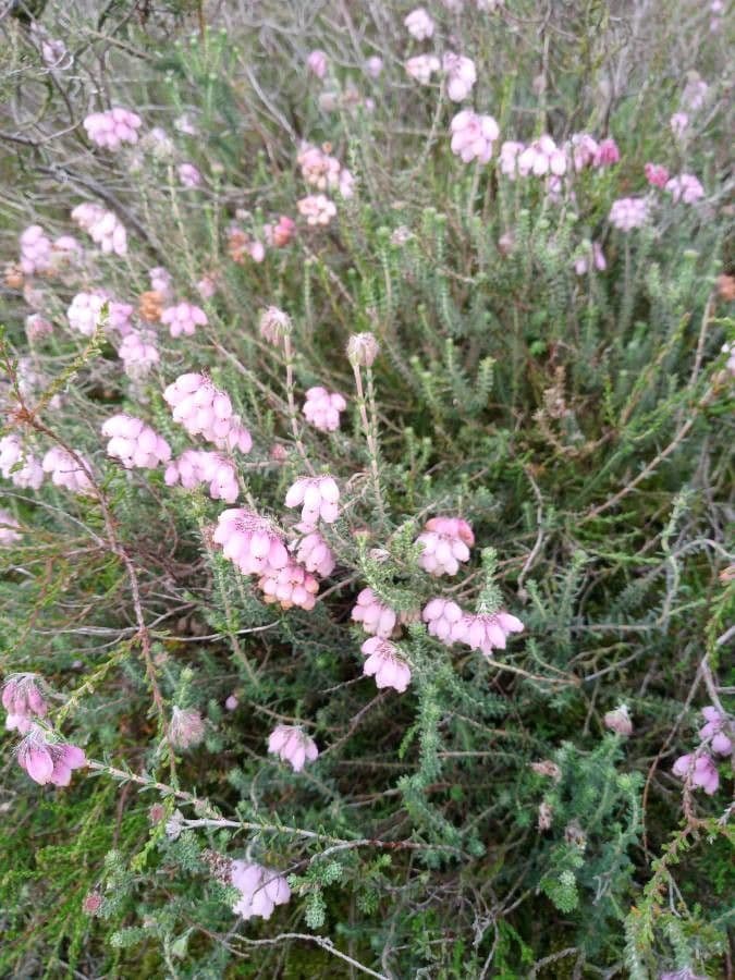 Glocken-Heide 12