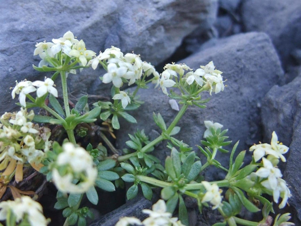 Großsamiges Galium 3