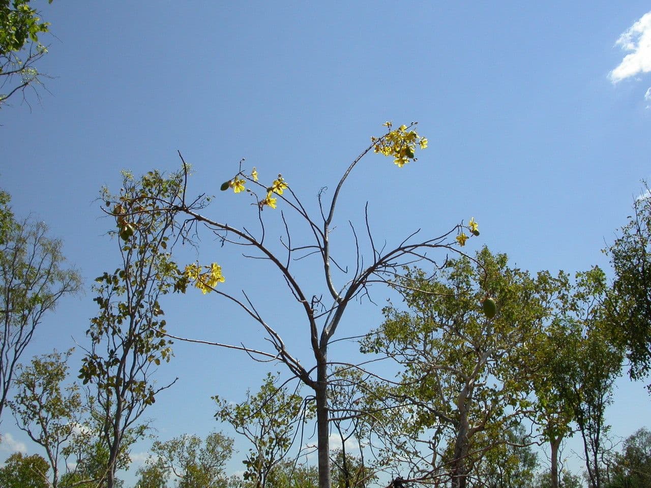 Cochlospermum 9
