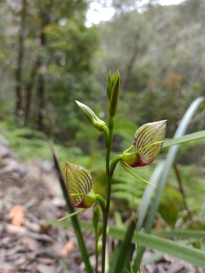 Cryptostylis 3