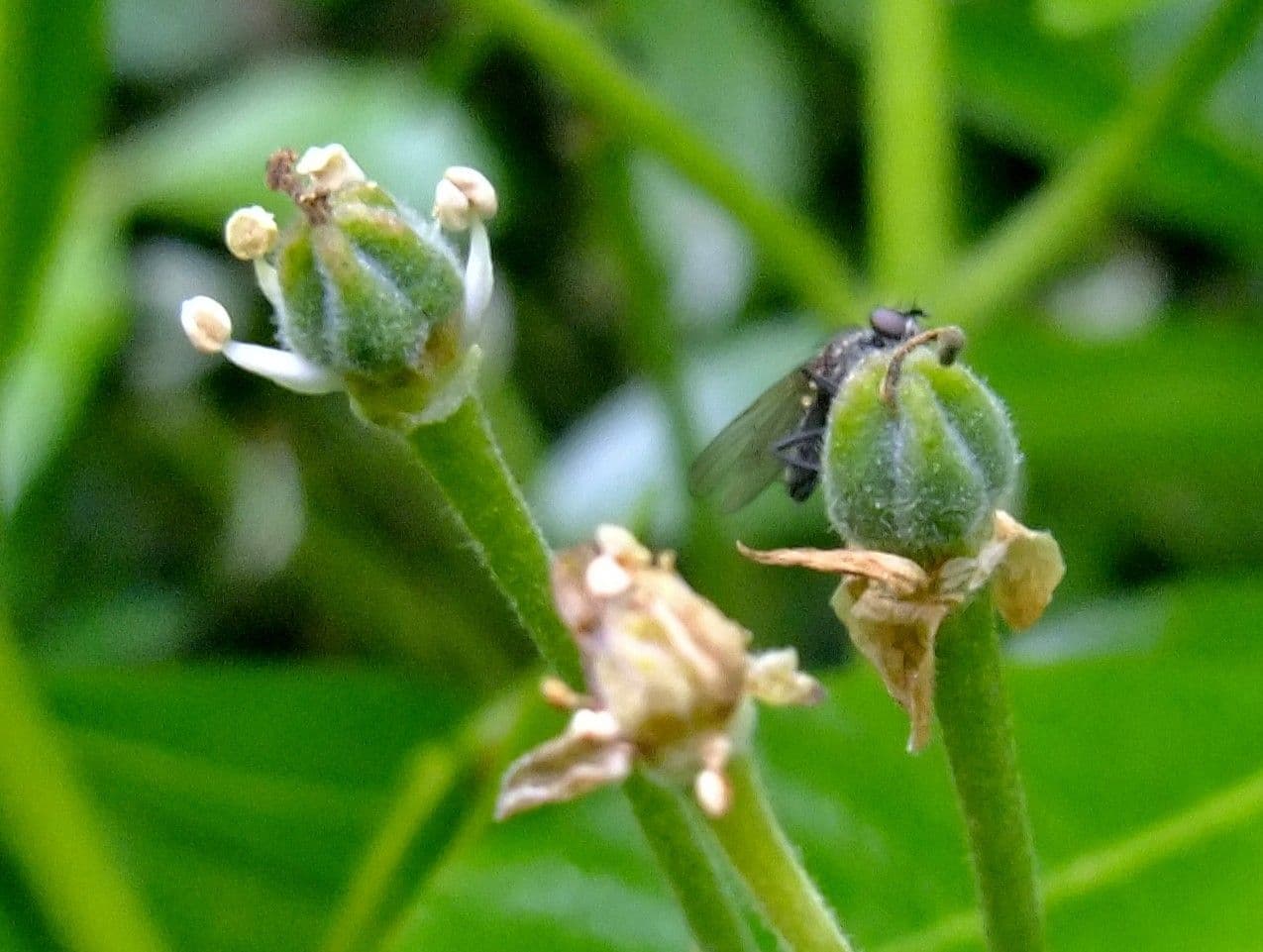 Choisya ternata 2
