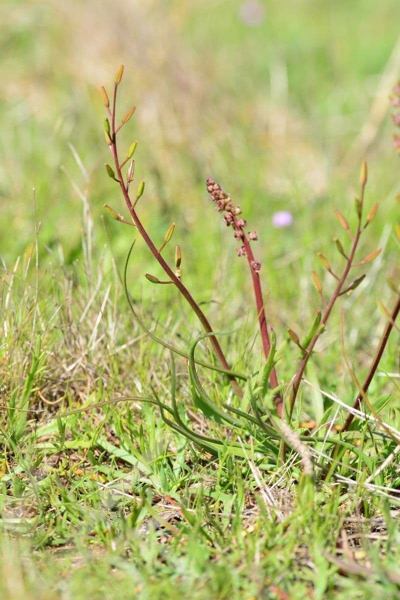 Triglochina bulbosa 11