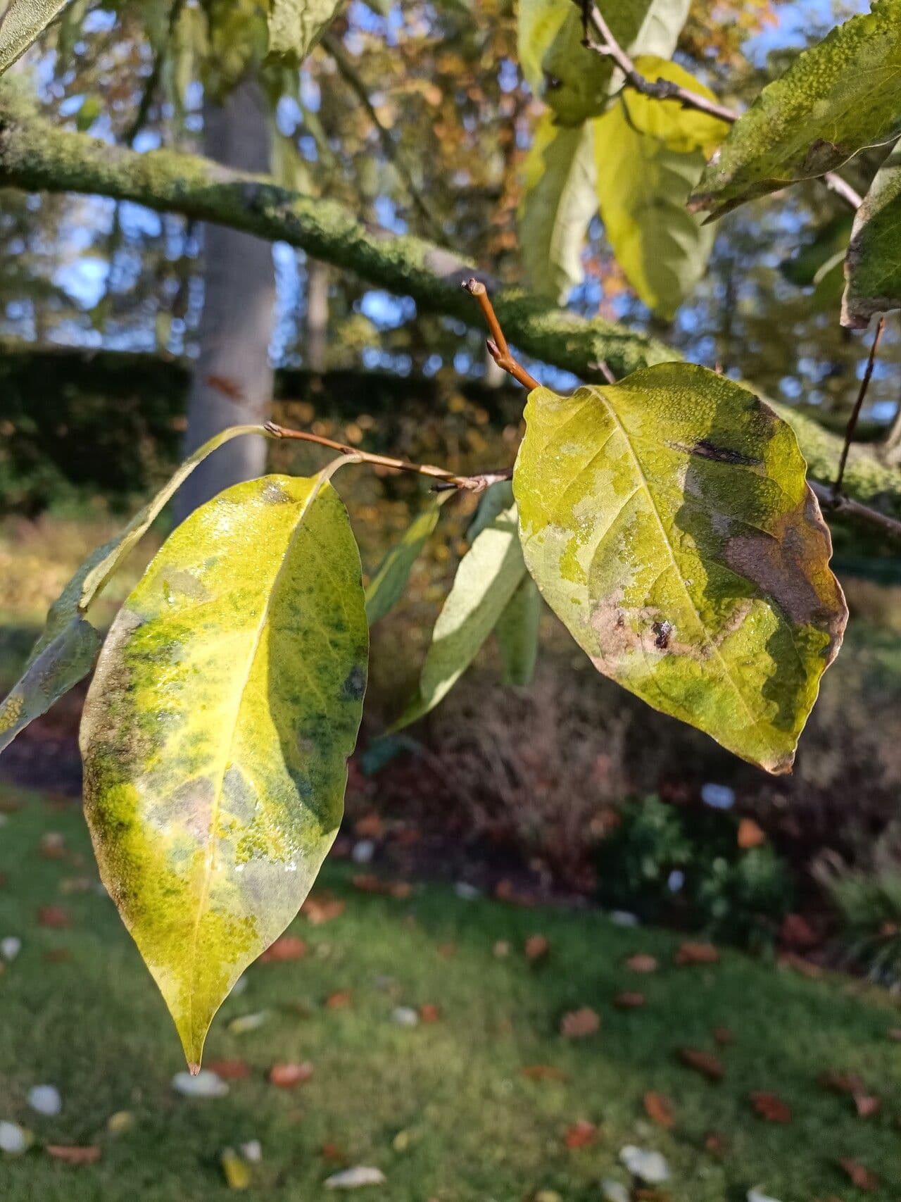 Diospyros 19