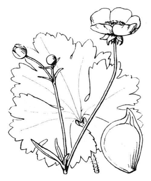 Ranuncolo macrophyllus 21