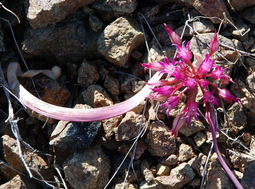 Allium falcifolium 5