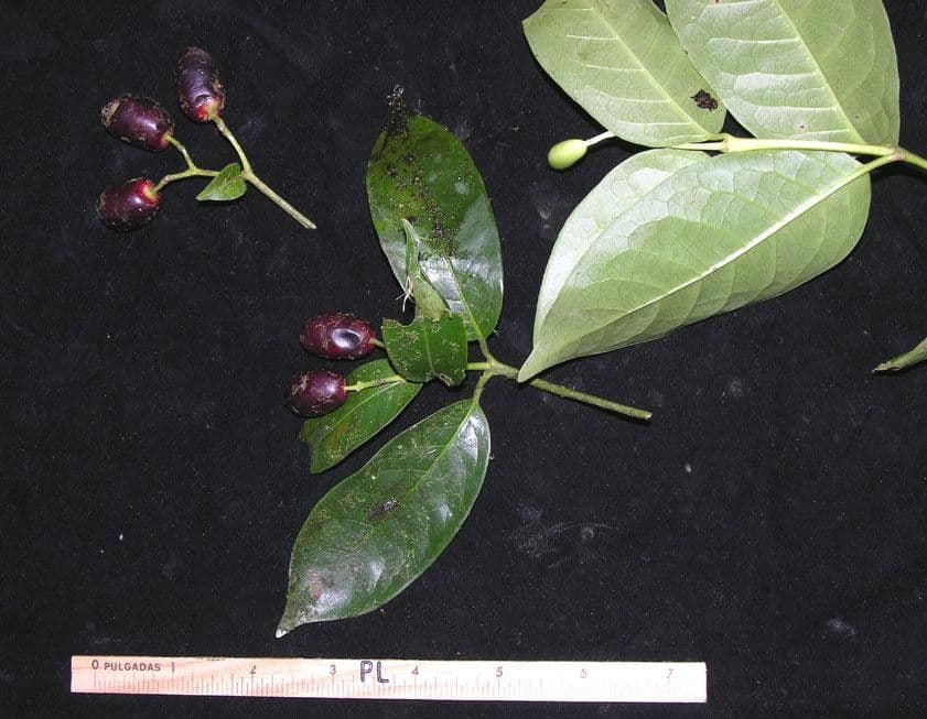 Chione venosa 18