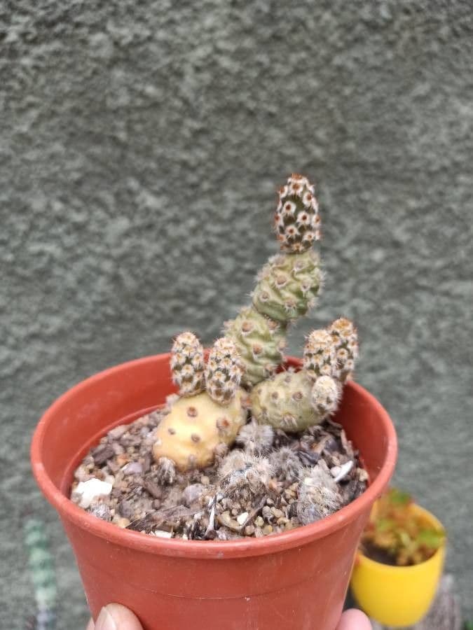 Maihueniopsis 4