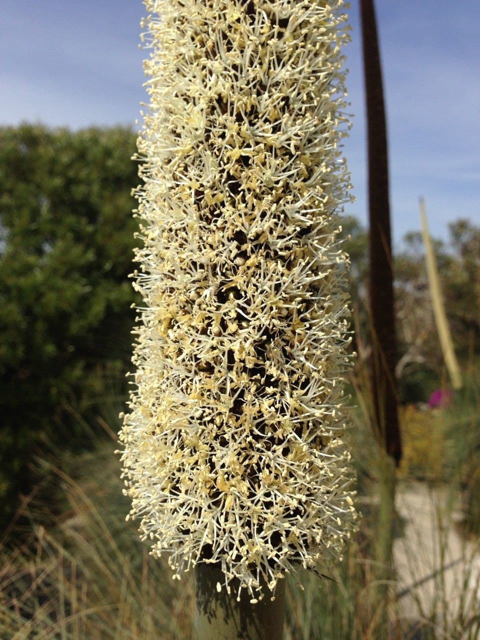 Xanthorrhoea glauca 2
