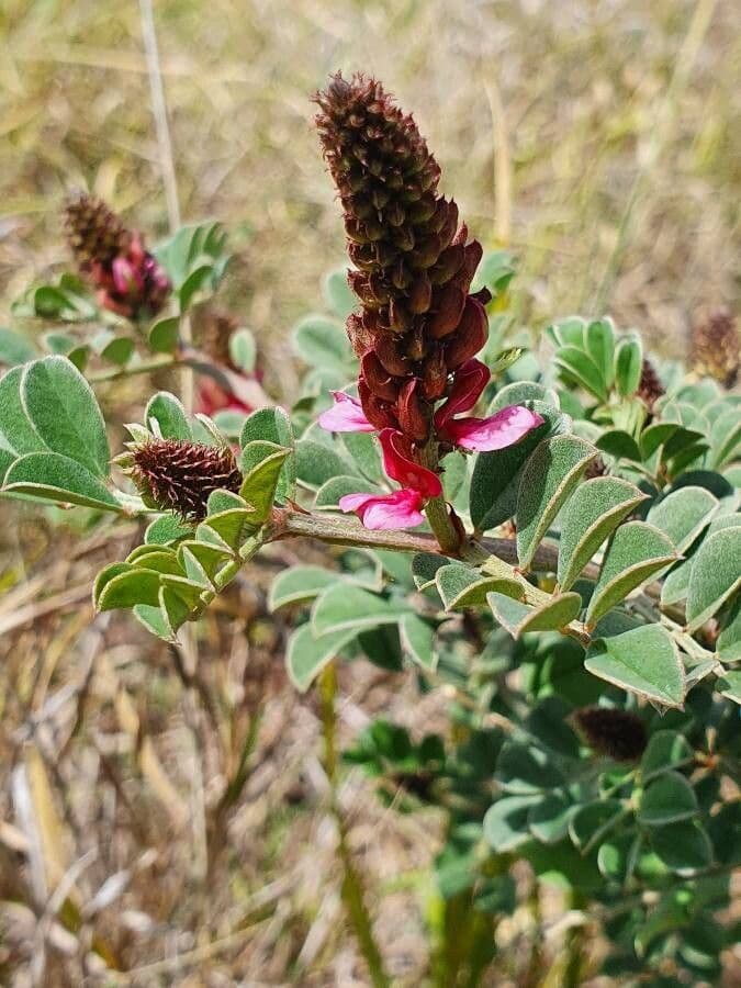 Indigofera 16