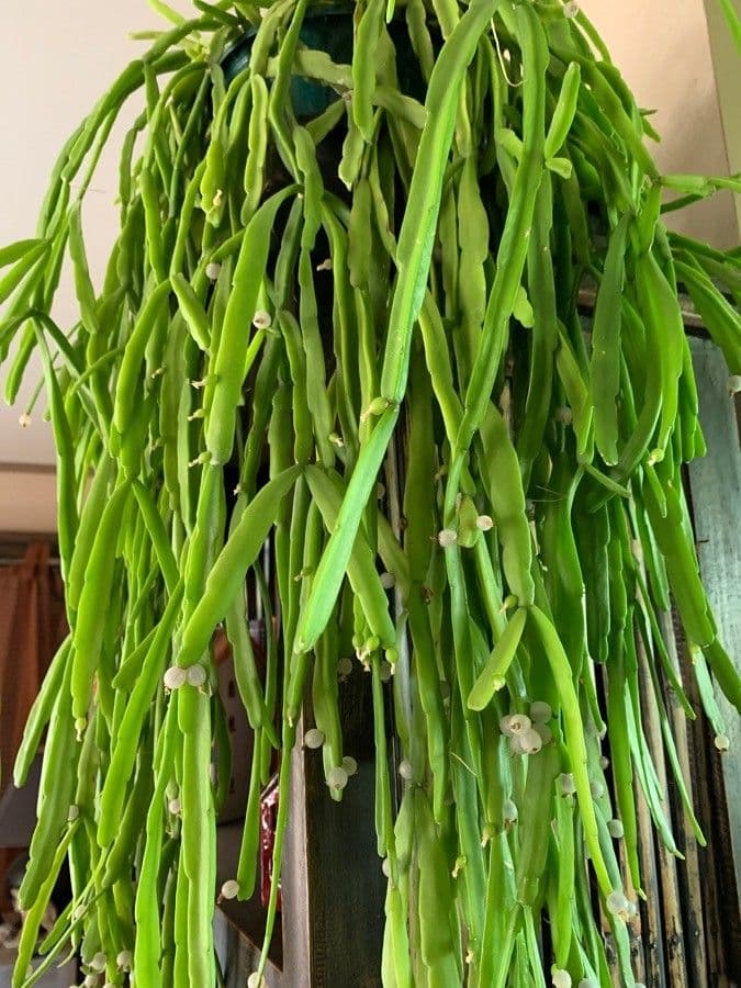 Rhipsalis micrantha 7