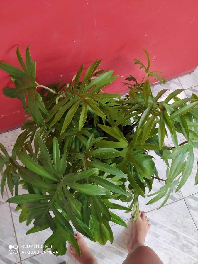 Philodendron 5