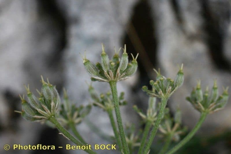 Athamanta cretensis 5