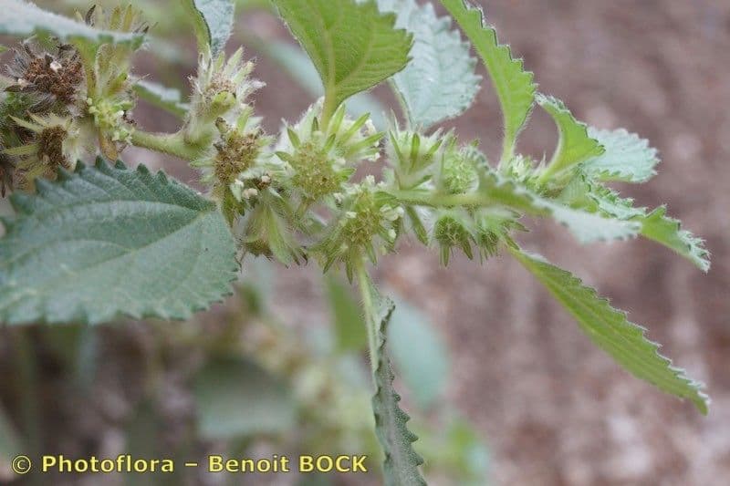 Forsskaolea 6