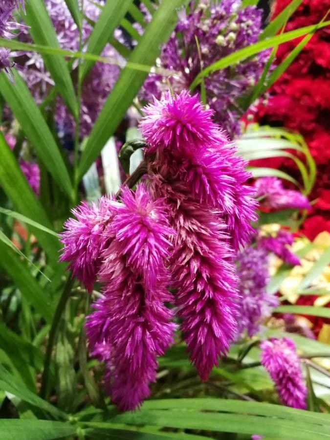 Celosia argentea 7