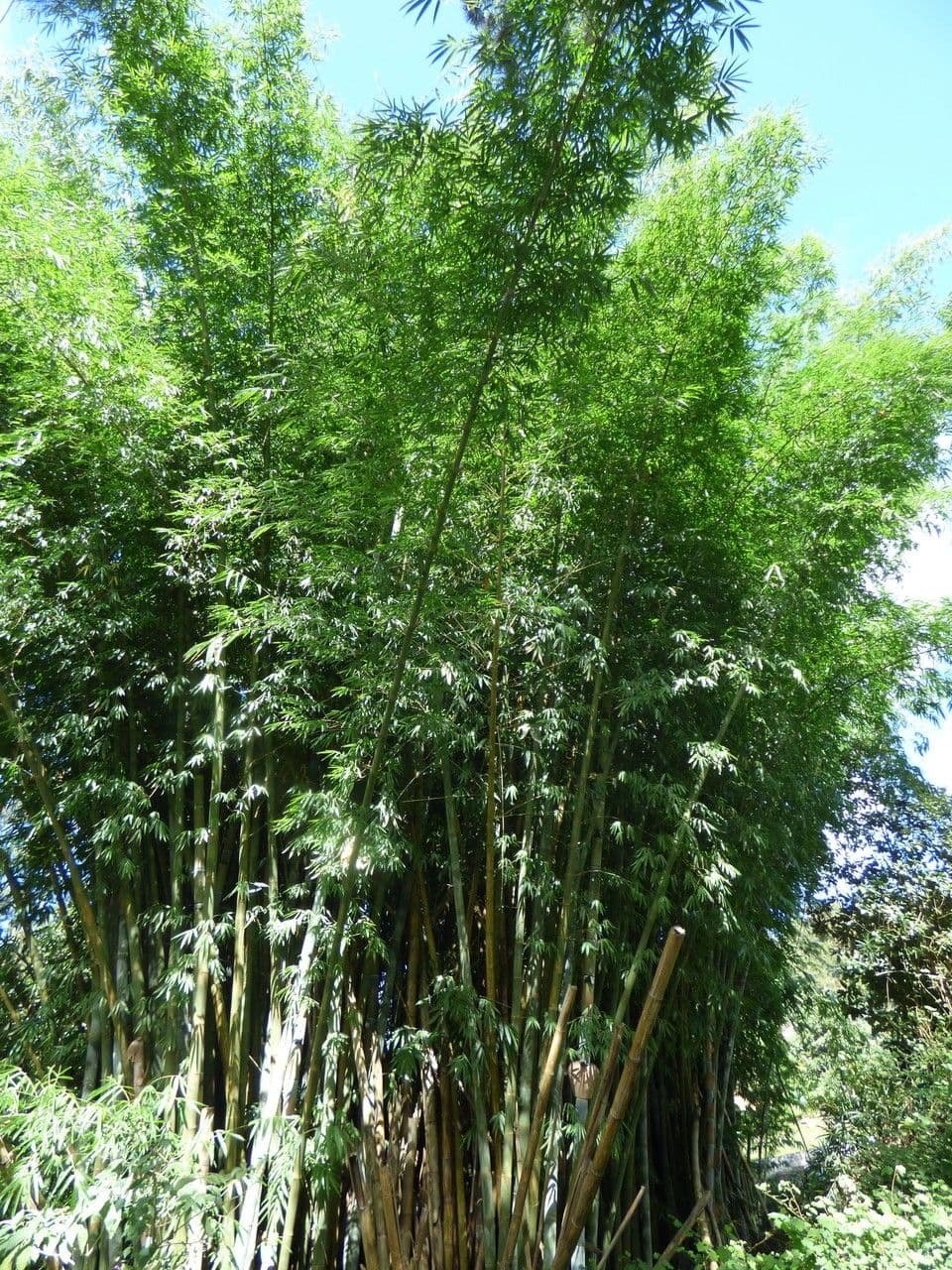 Riesenbambus 5