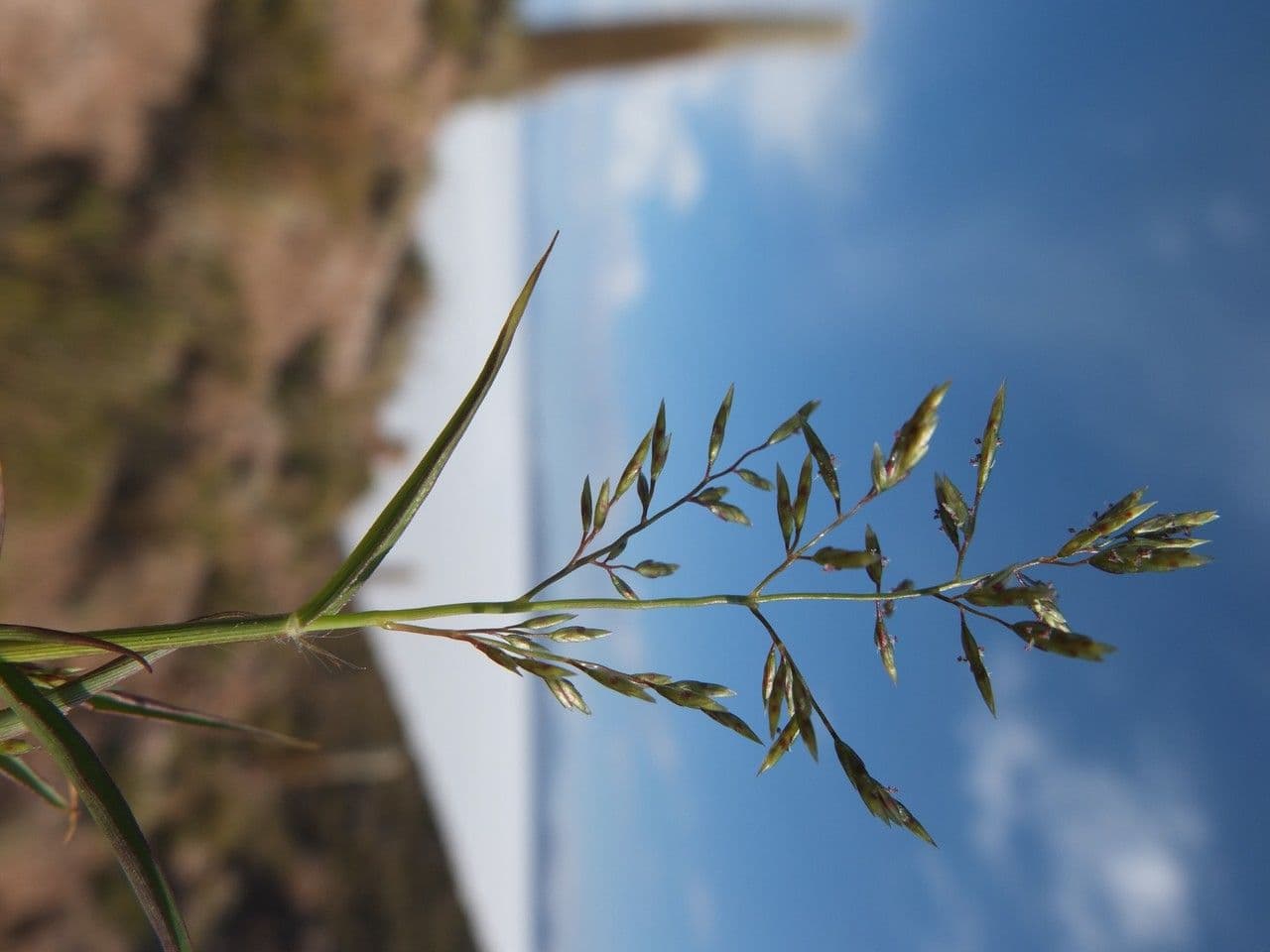 Lovegrass 6