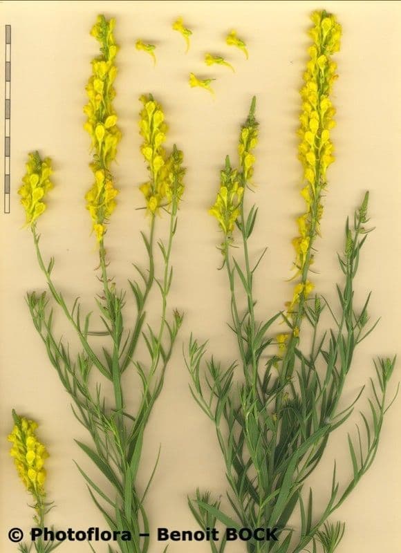 Schmalblättriges Leinkraut 20