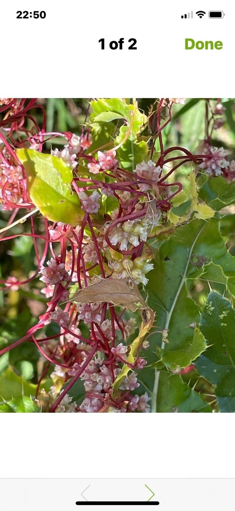 Cuscuta 3